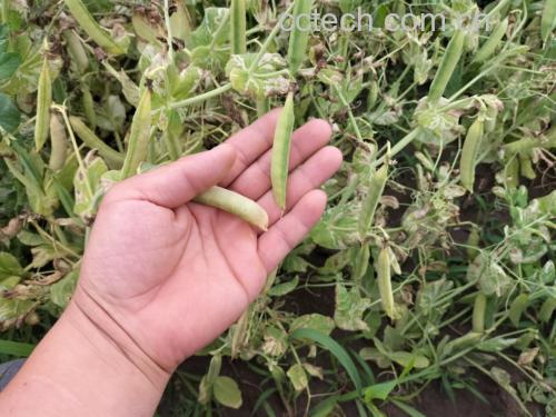 豌豆尖采摘过程