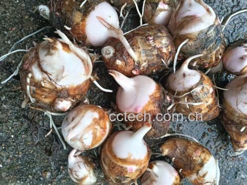 麻糍菜营养成分表