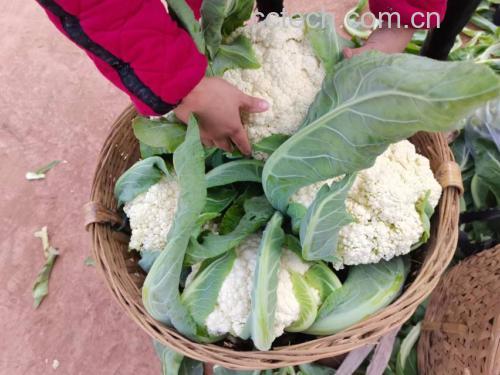 野菜与松花菜摆盘图