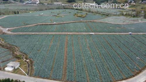 西瓜种植基地航拍图