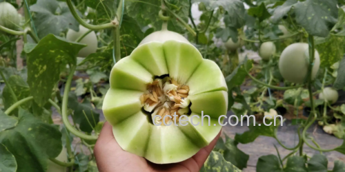 玉菇甜瓜正确储存方法示意图