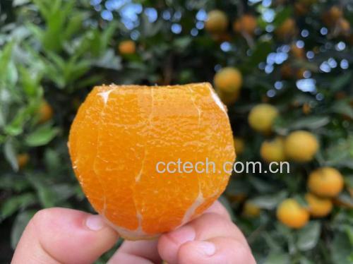 橙子选购与储存指南