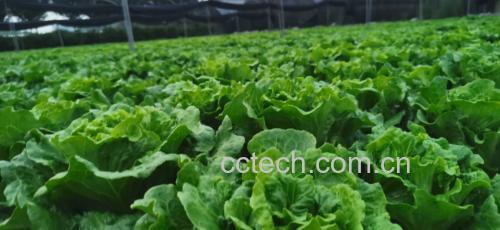 散叶生菜在现代农业种植基地的水培系统中生长