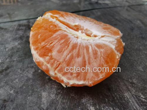 蜜橘肚脐特写