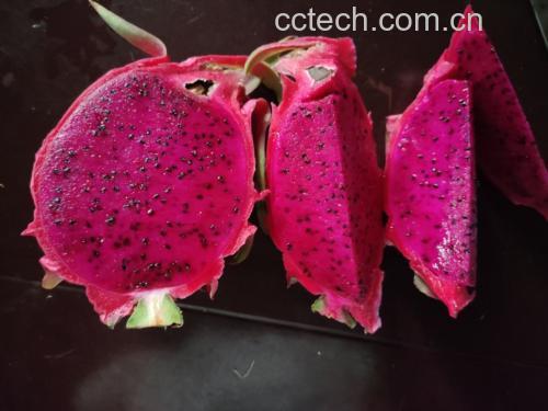 红心火龙果果肉挖取过程