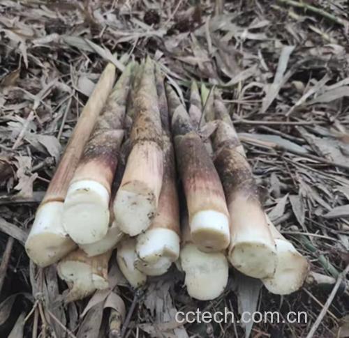 鱼腥草根实物图