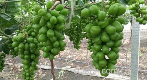 阳光玫瑰葡萄种植园实景图