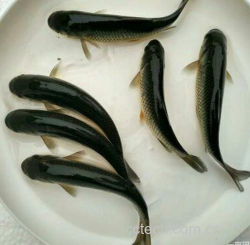 鱼腥草根特写