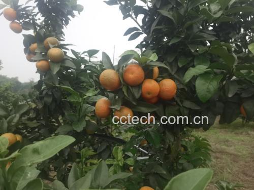 沙糖桔果实在阳光下自然成熟