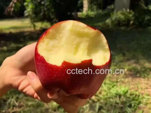 花牛苹果切块处理过程