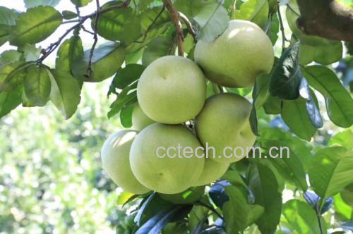 度尾红心文旦柚挂满枝头