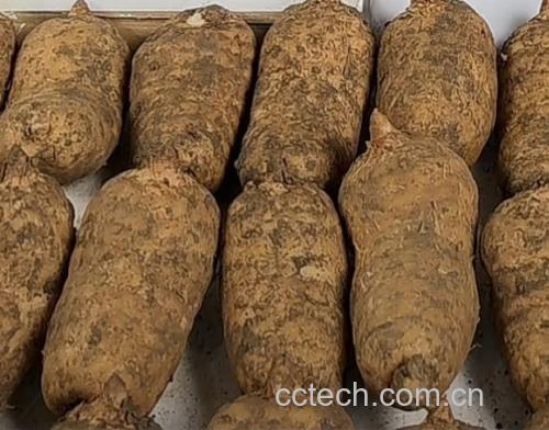 黑玛卡根茎特写