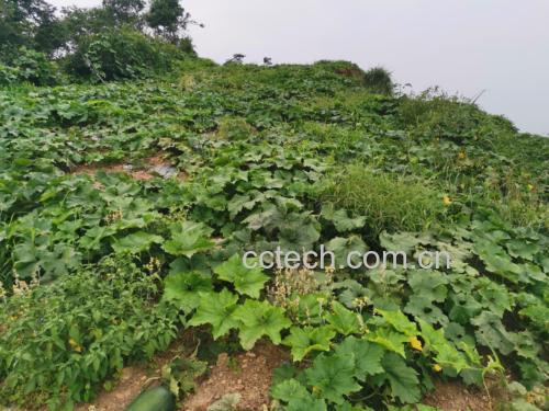 黑玛卡植物生长环境