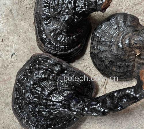肉苁蓉锁阳黑玛卡三种药材的实物图
