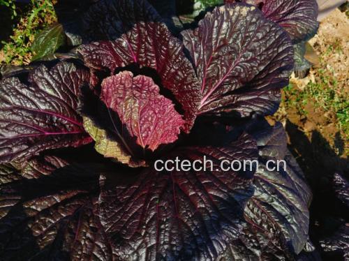 紫菜苔冷冻保存前后对比图