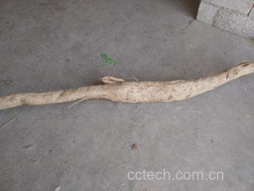 粉葛与钩吻的对比图
