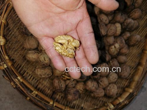 青皮核桃脱皮过程示意图