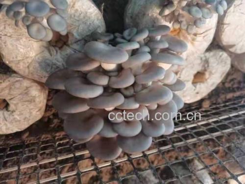 野生新鲜平菇的自然生长环境