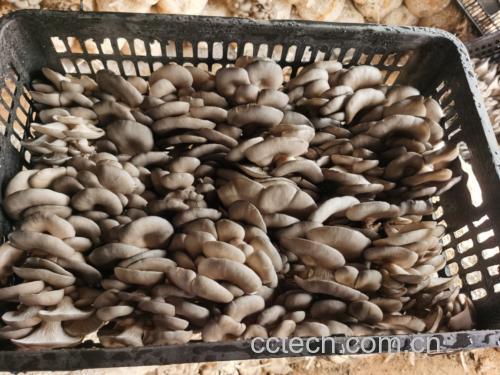 金针菇和平菇的食材展示