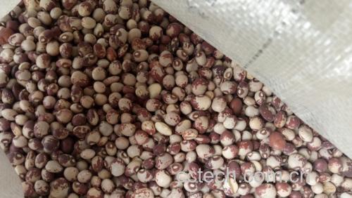 白扁豆实物图