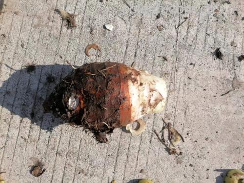 铁板香芋成品图