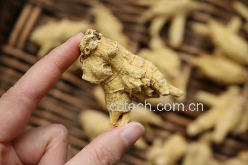 白芷泡水适用人群图