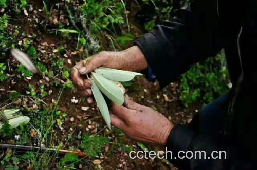 松茸采摘过程,采菇人正在林中寻找野生松茸