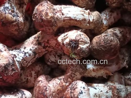 新鲜松茸与有毒菌类对比图
