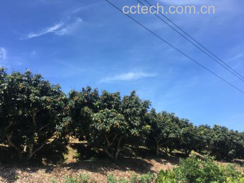 荔枝与验孕棒对比图