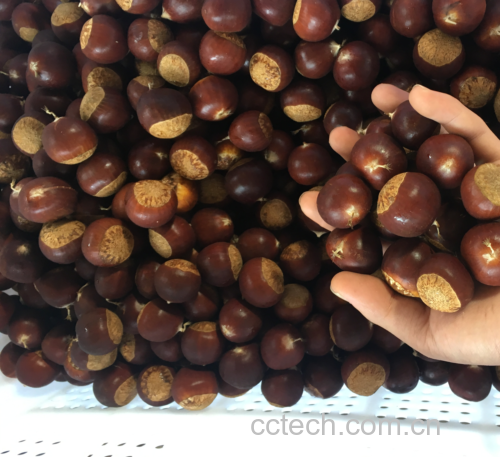 秋季栗子