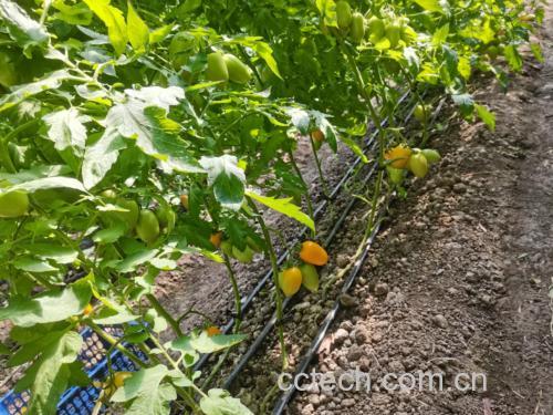 成熟柿子切开展示果肉质地与颜色
