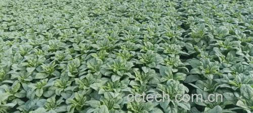 莴笋与油麦菜对比图