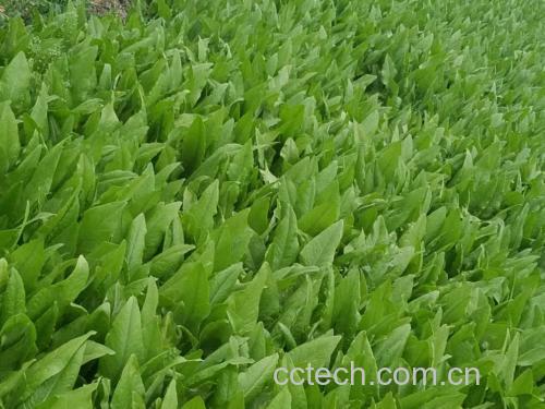 空心菜与油麦菜对比图