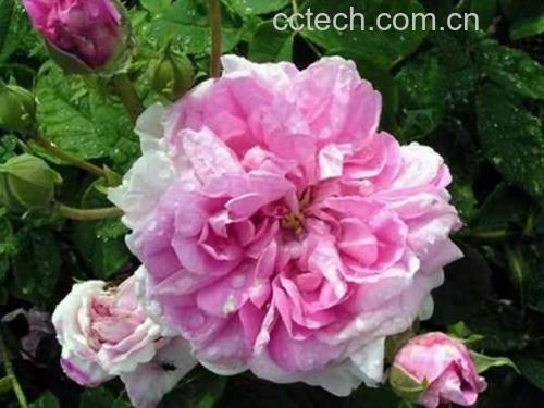 百合花结构示意图