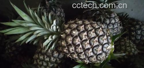 菠萝与新鲜菠萝叶