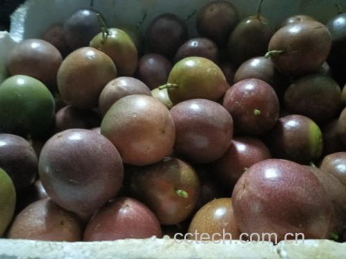百香果果汁与新鲜果肉特写
