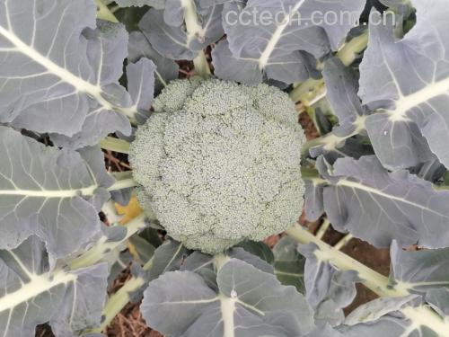 西兰花发紫现象展示