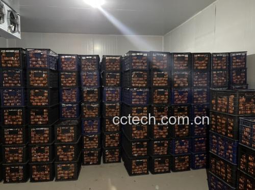 甜橙在不同储存条件下的保存状态
