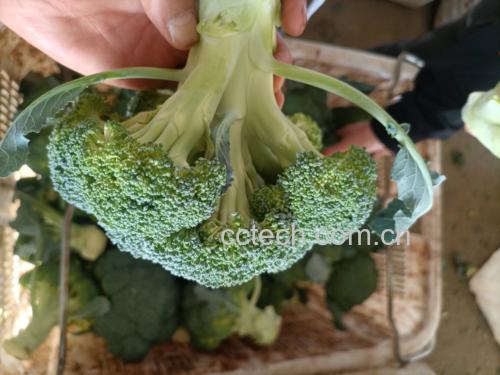 新鲜西兰花与变质西兰花对比图