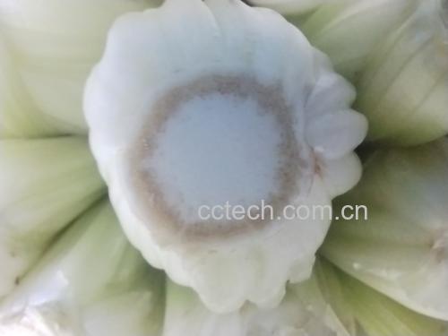 芹菜特写