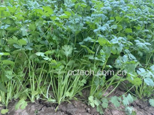 香菜田间种植实景