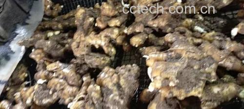 老人在厨房切生姜