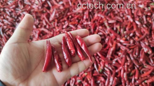 生菜与辣椒炒制过程图