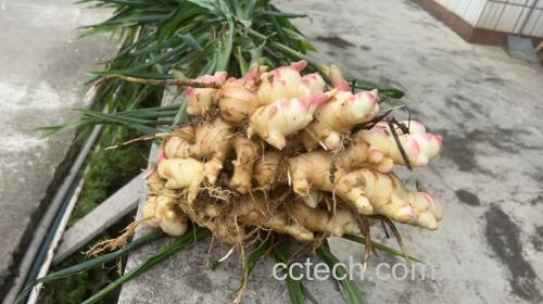 生姜的植物形态