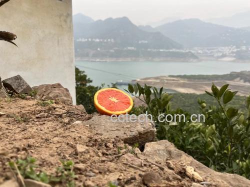 橙子山楂煮水成品图