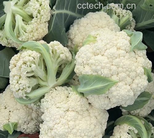 成品图：菜花与茭白炒制完成