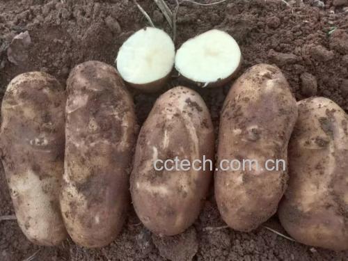 番茄土豆食材准备图