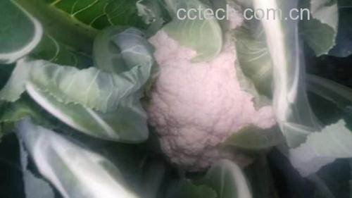 皱叶青菜与松花菜对比图