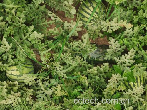 麒麟西瓜种植田