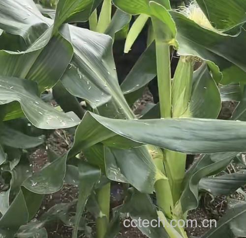 玉米菜植株与嫩叶特写
